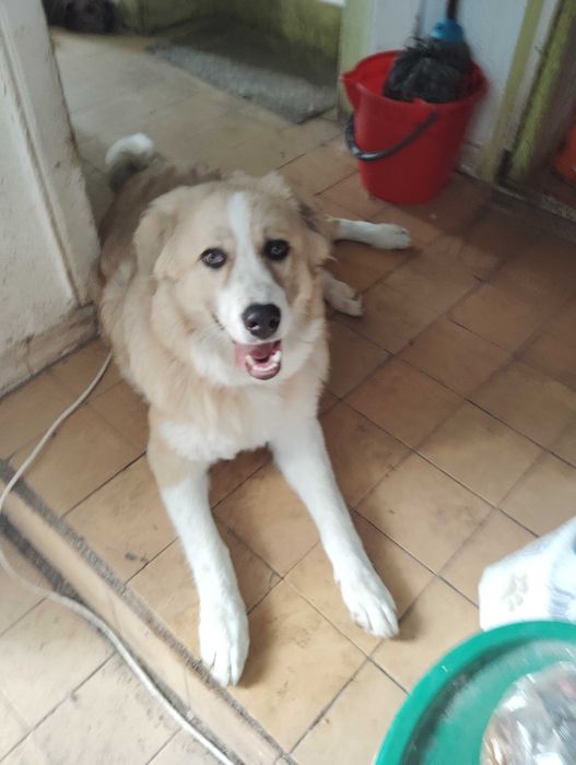 OFER In adoptie 0 cateluse numita Bella