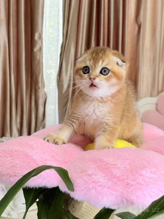 Продам котят золотая шиншилла