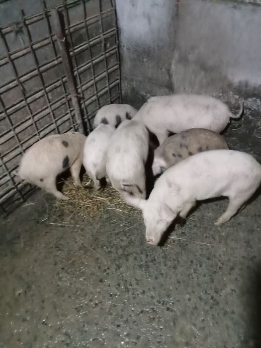 Vind baloți de calitate