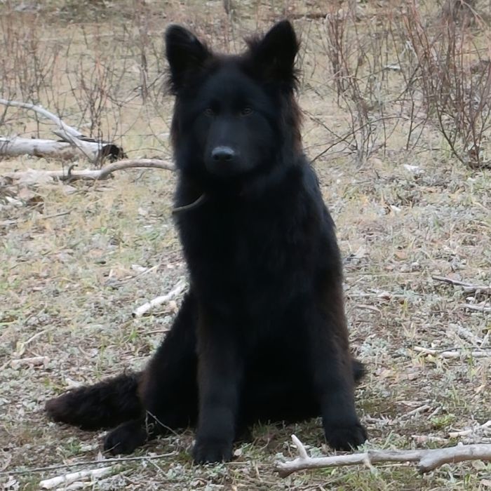 Предлагаются щенки Немецкой овчарки