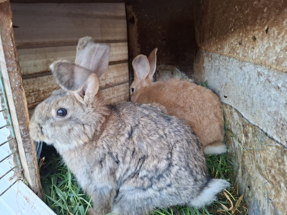 Vând iepurii detalii în privat