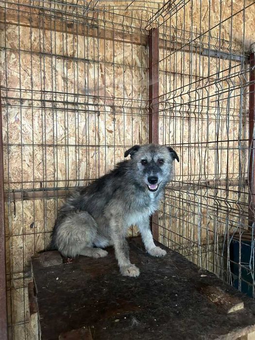 Adopta un caine - un sufletel are nevoie de stapan!