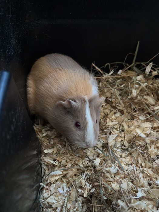 Porcusor de guineea