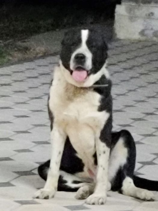 Алабай бойцовая дерзкий