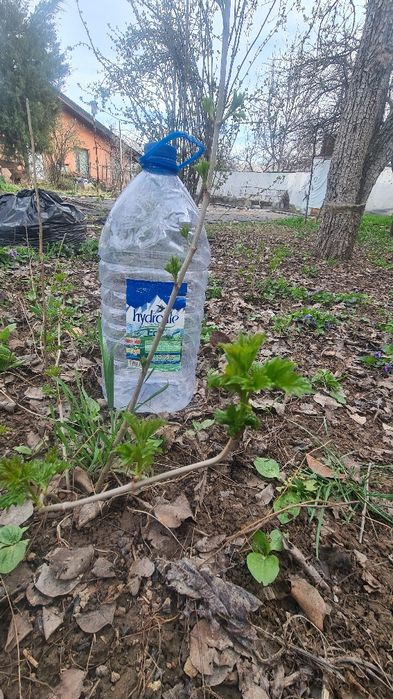 Саженцы Калины крупноплодной