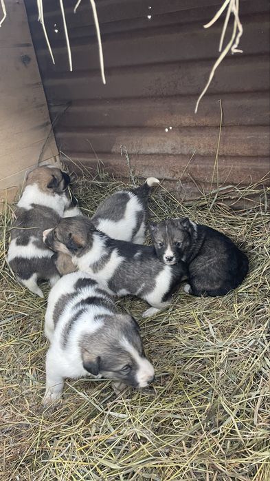 Тегін. Шешесі лайка