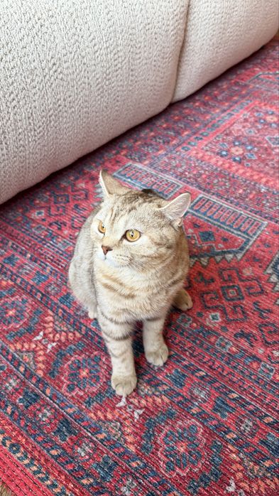 Шотландский кот