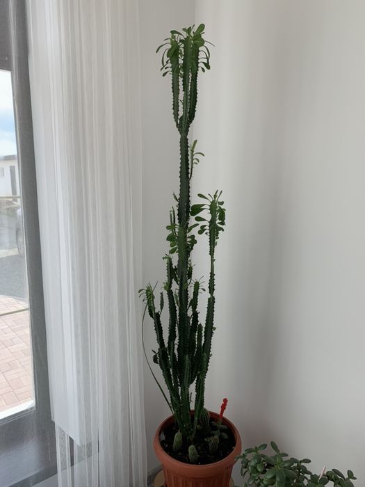 Продам растение кактус молочай