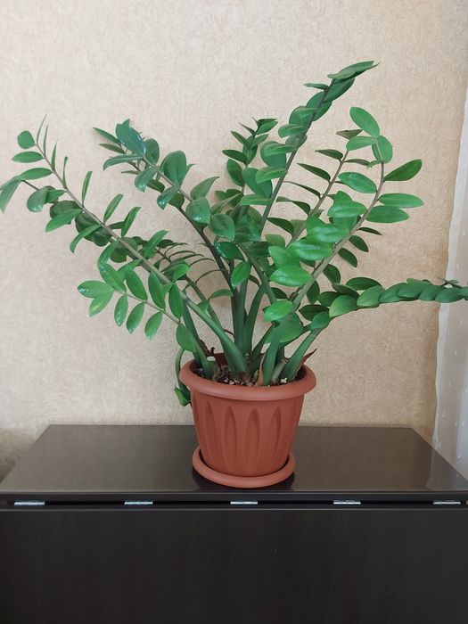 Комнатные  цветы