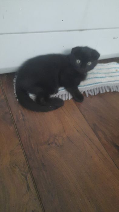 Котёнок Британский