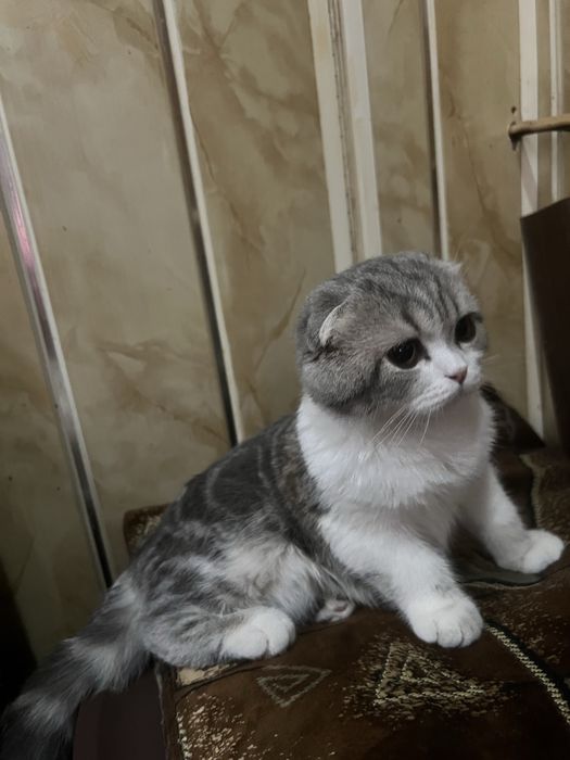 Продается Шотланский котик 9 месяцев