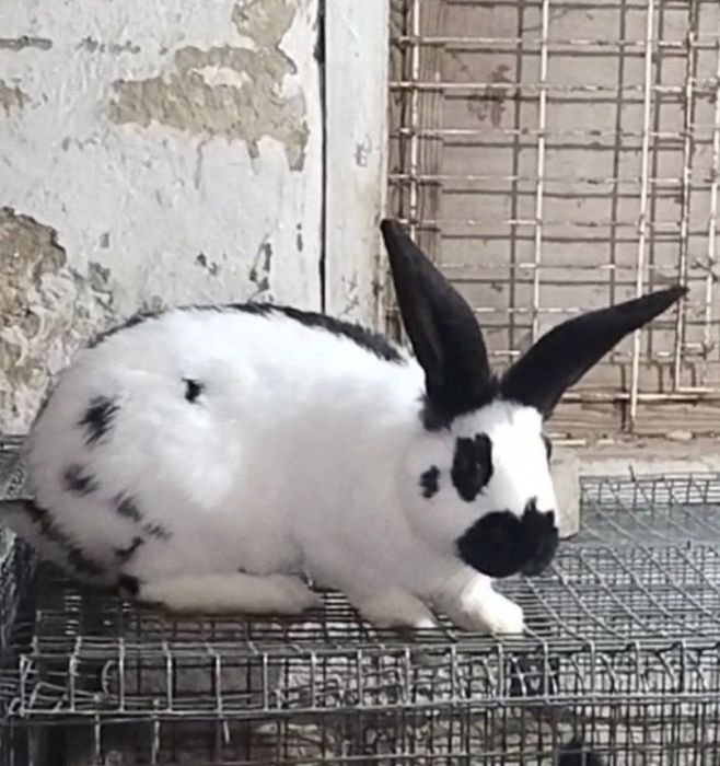 Продается молодой крол