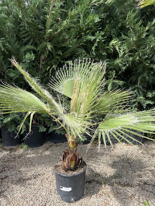 Palmier Washingtonia