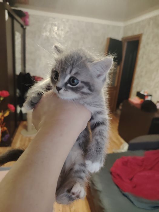 Британский малыш