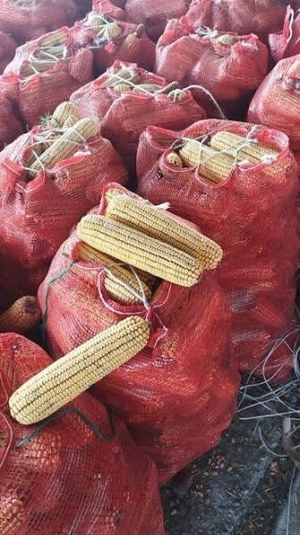 Кукуруза Продам Оптом