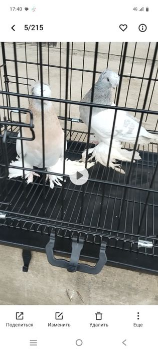 Голубы двухшубые