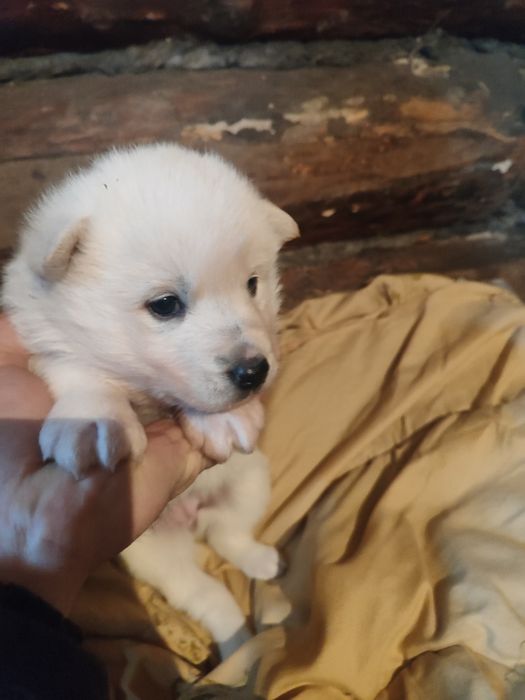 В продаже хасята