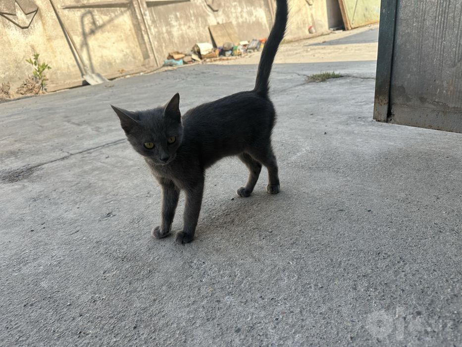 Отдам котика, 3,5 месяца мальчик