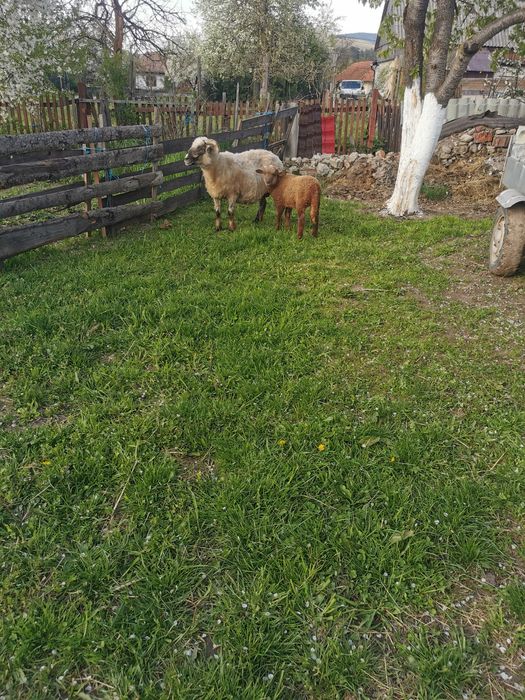 Oaie cu miel de vanzare