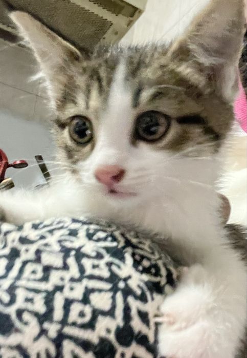 Котята бесплатно
