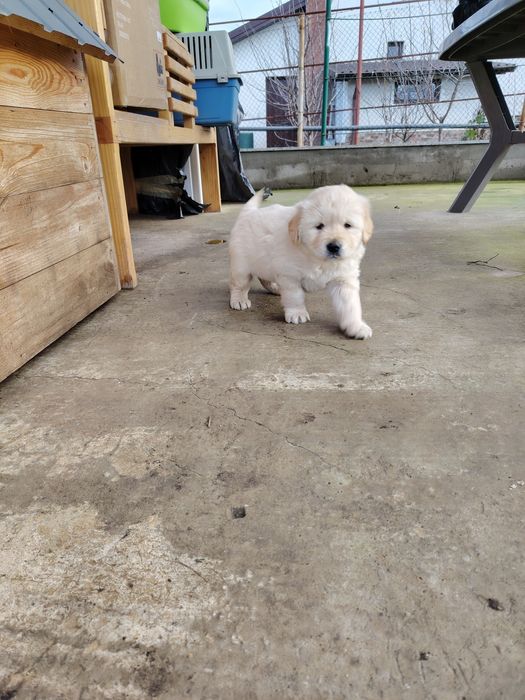 Băiețel golden retriever
