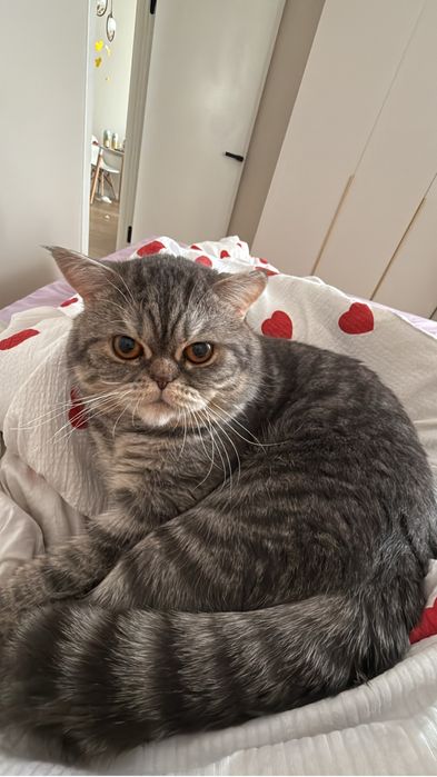Отдам котика бесплатно