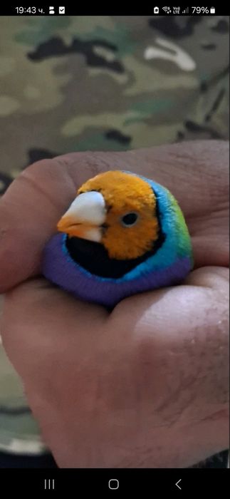 Двойка амадини (мъжко и женско)