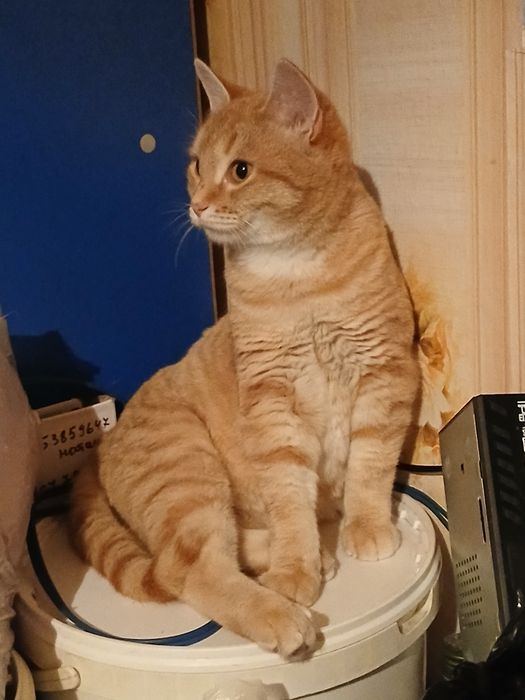 Ищем семью.Сёма 7 месяцев