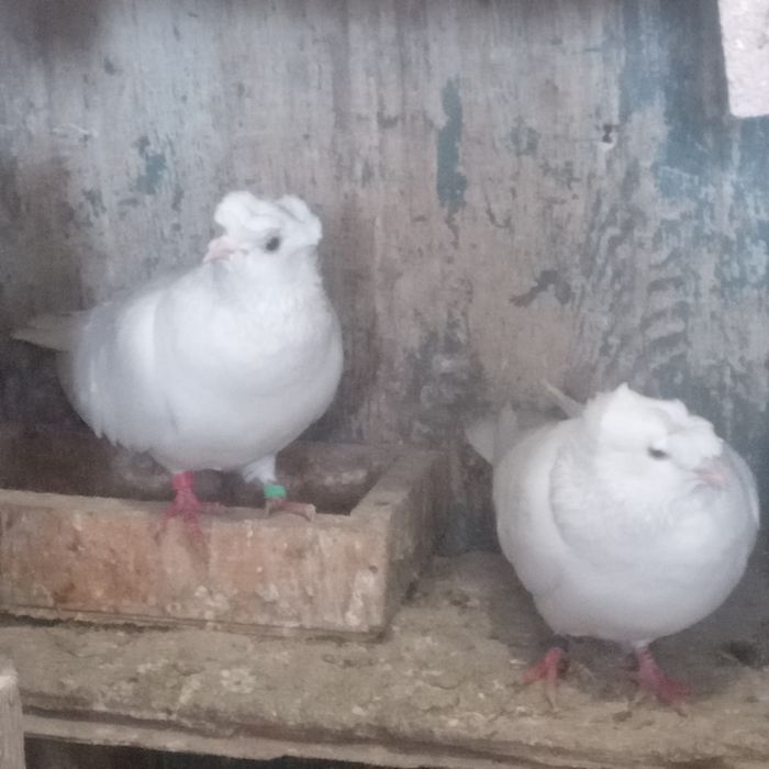 Продам домашних голубей.