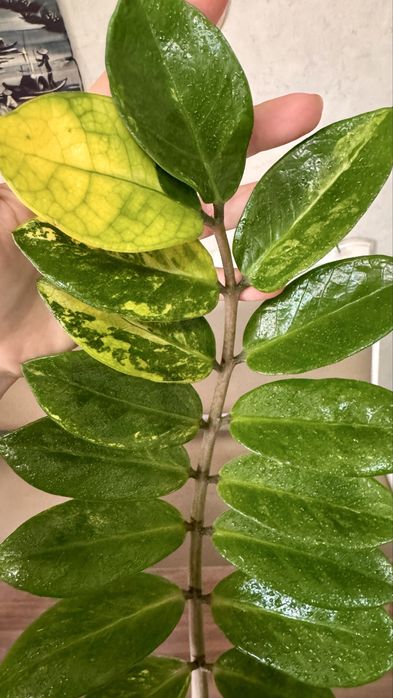 Замиакулькас вариегатный