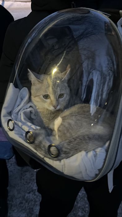 кот 11 месяц.