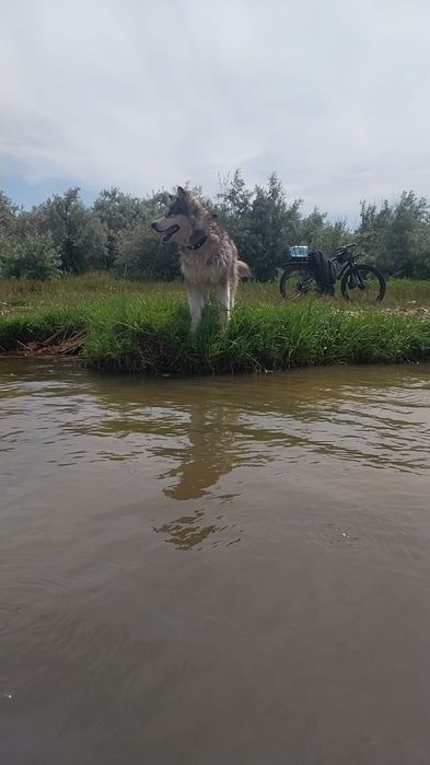 Щенок Аляскинского маламута
