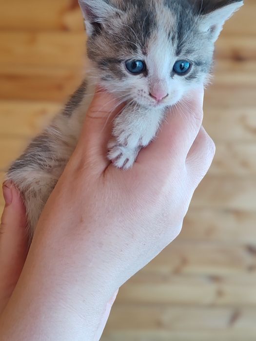 Отдам котят в добрые руки