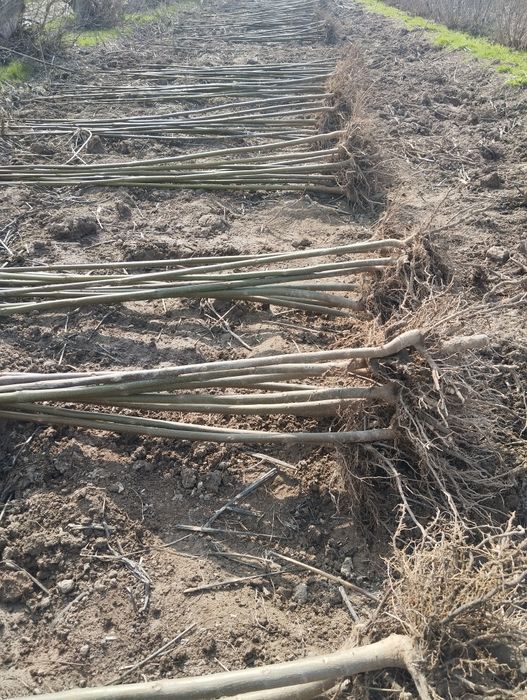 Ку́чатлар сифатли ва су́ртига кафолат мавжут