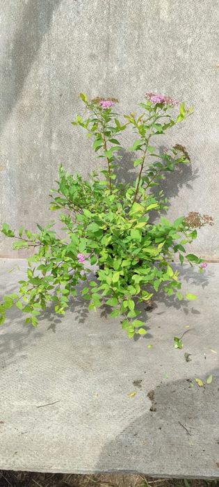 Продада деревьев и кустарников