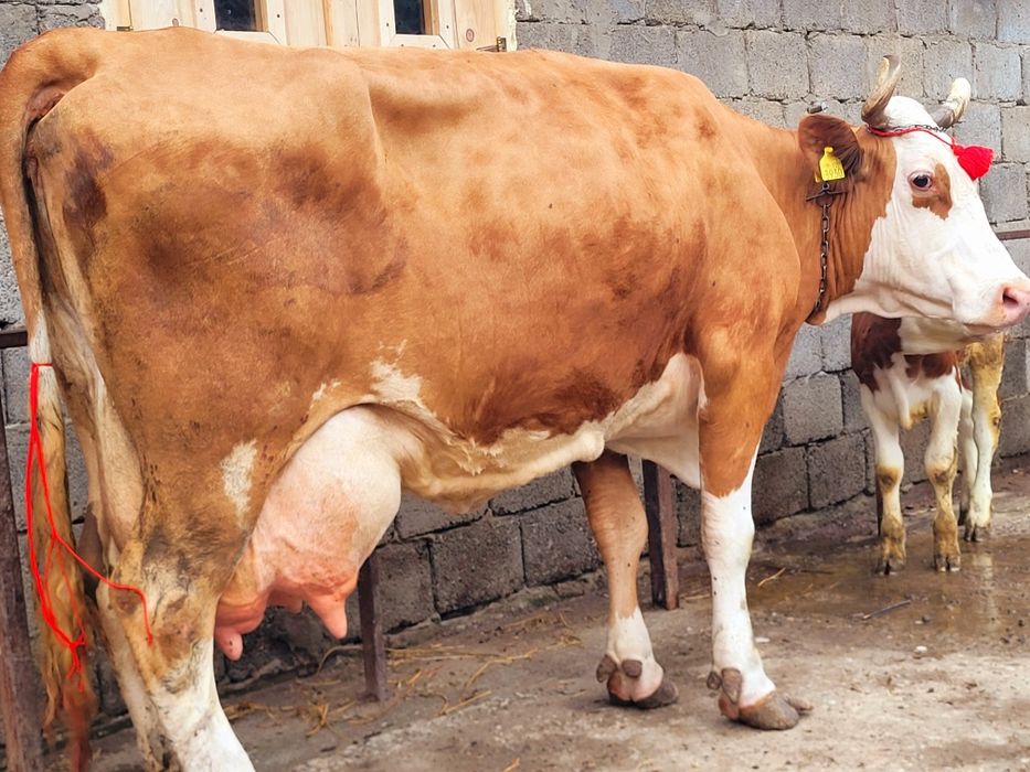 Vaca baltata cu vitica