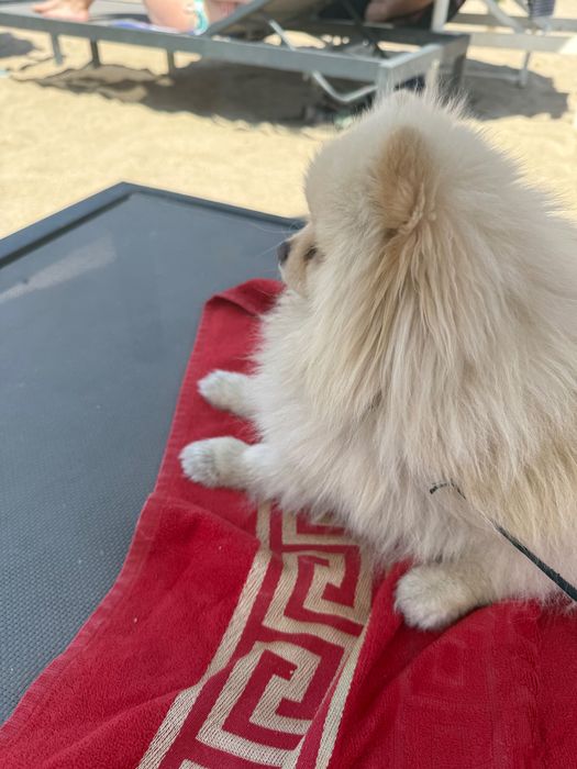 Мини померан кремав на 3 години