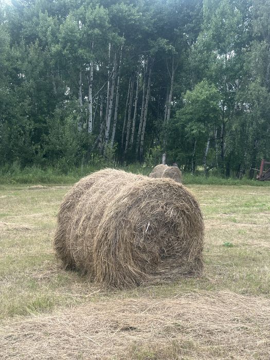 Продам сено, тюки 300