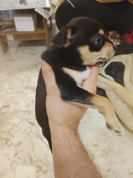 Пинчер на два месеца