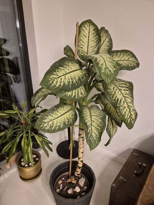 Planta interior - Dieffenbachia  'Tropic Snow' - intretinere usoara