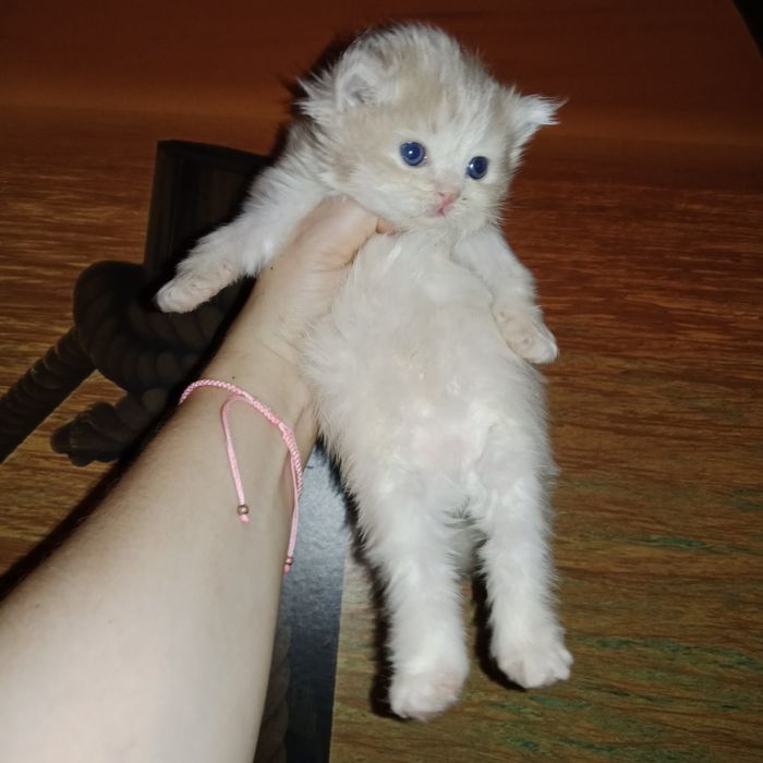 Для брони котята Скоттиш Страйт