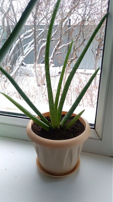 Комнатные цветы Алоэ