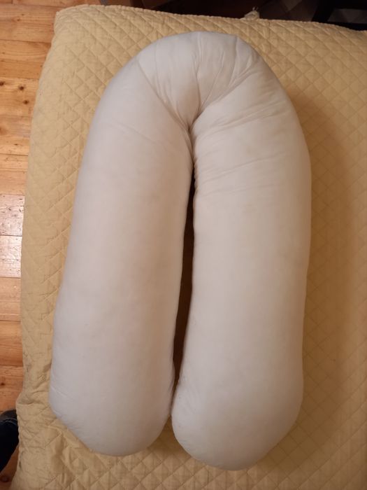 Perna cornulet gravida