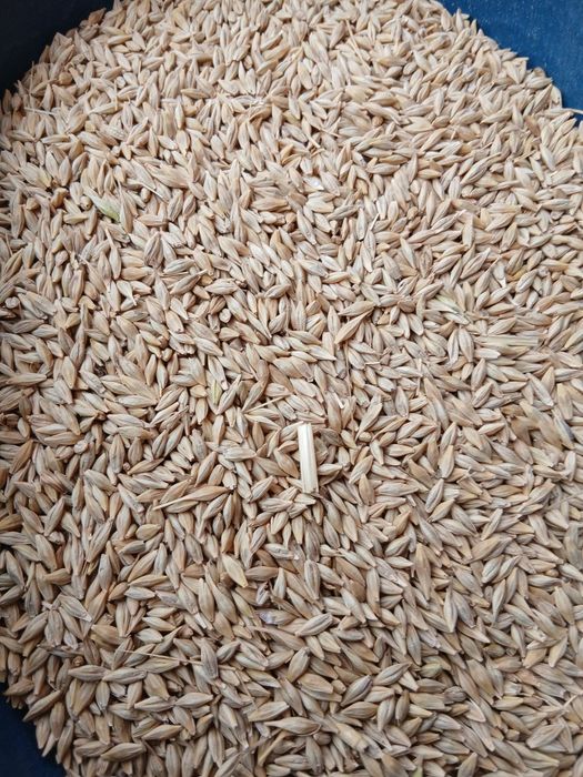 Vand   orzoaica de toamna