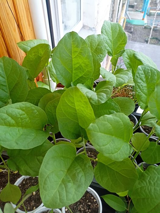 Продам рассаду баклажан