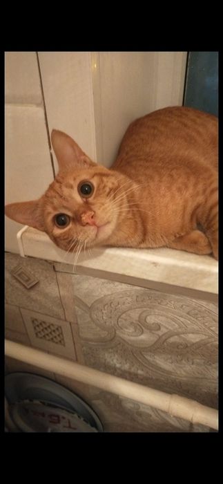 Срочно! Пристраивается котик