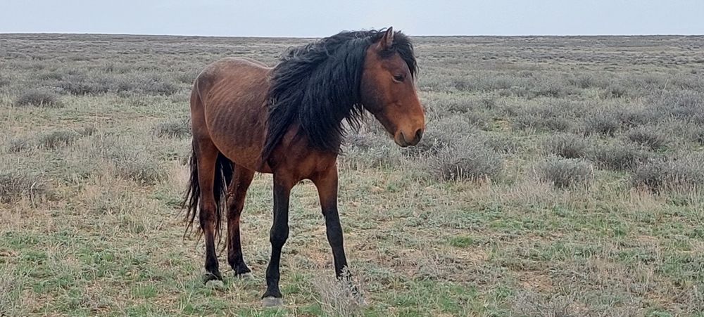 Екі айғыр сатылады
