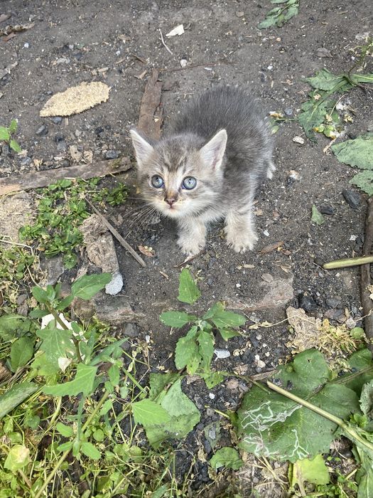 Отдам котят в добрые руки!