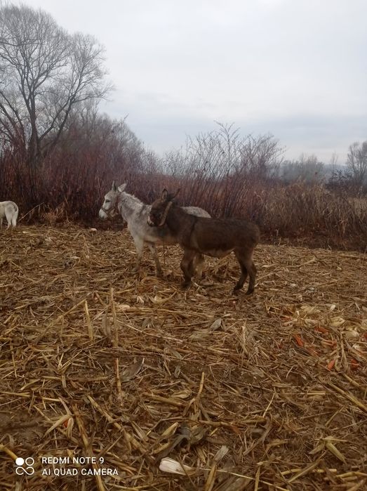 Vând măgăriță a făta