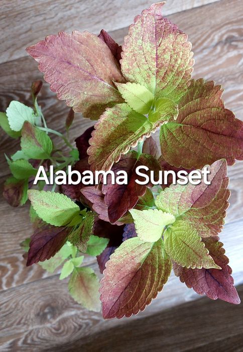 КОЛЕУСЫ. Листай карусель